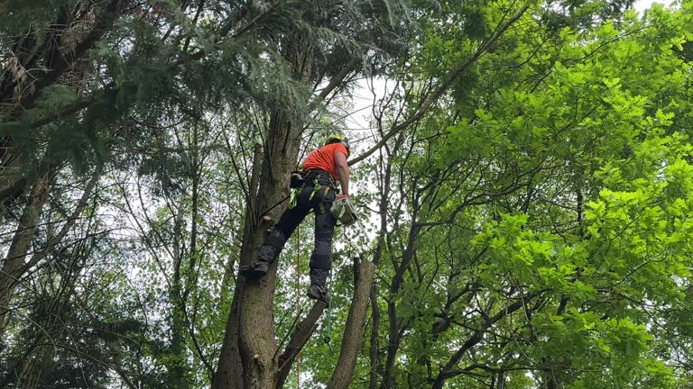 Trusted Mount Pleasant, MI  Tree Services Experts