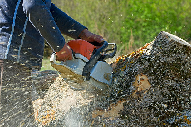 Best Commercial Tree Services  in Mount Pleasant, MI